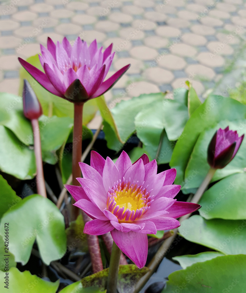 Pink lotus flower bloom in the pool