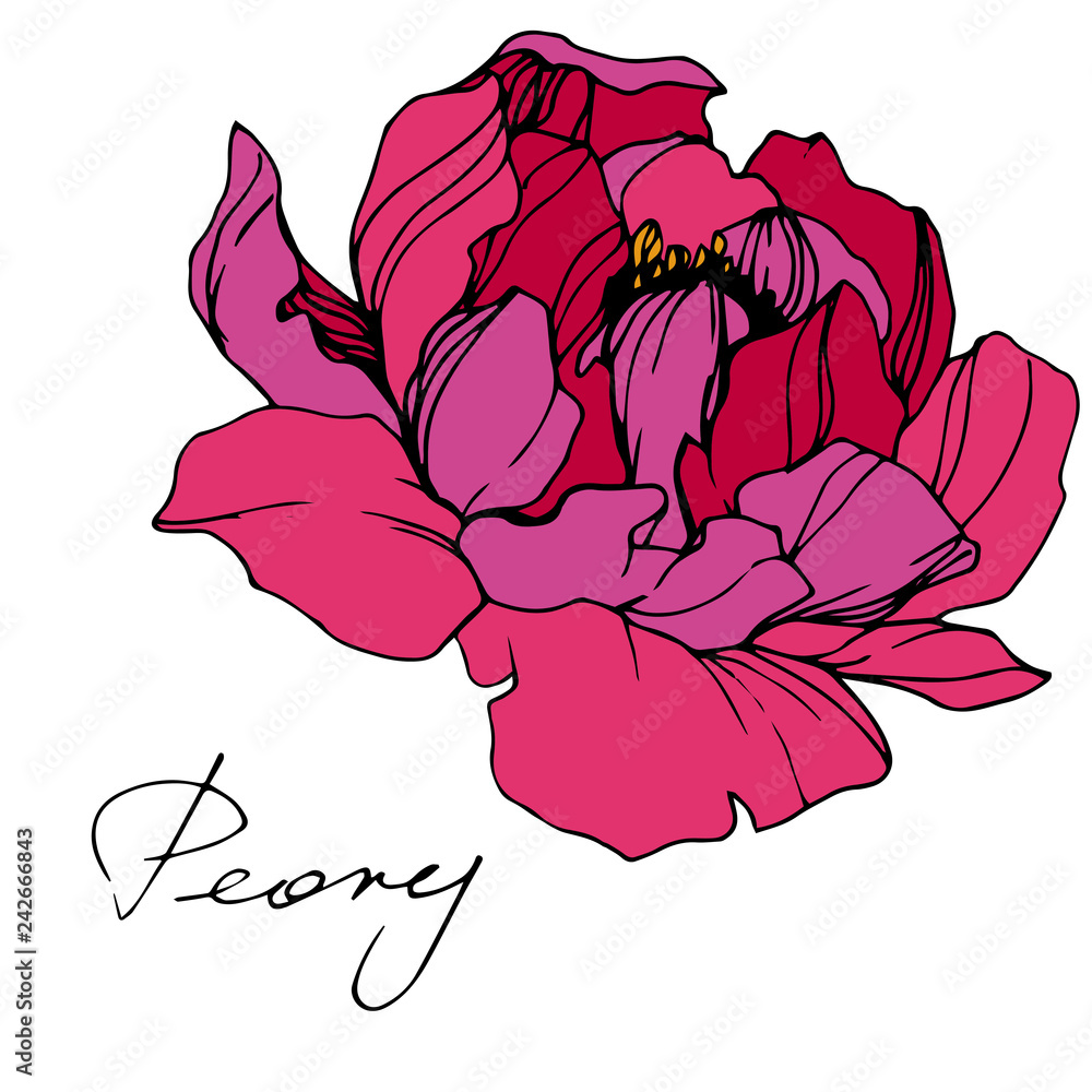 Vector Pink peony. Floral botanical flower. Engraved ink art. Isolated peony illustration element.