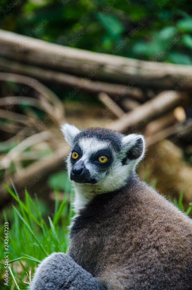 Obraz premium Lemure