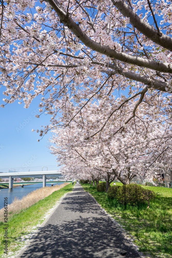 川岸の桜