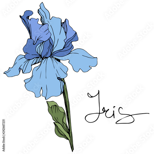 Vector Blue iris botanical flower. Wild spring leaf wildflower. Engraved ink art. Isolated iris illustration element.