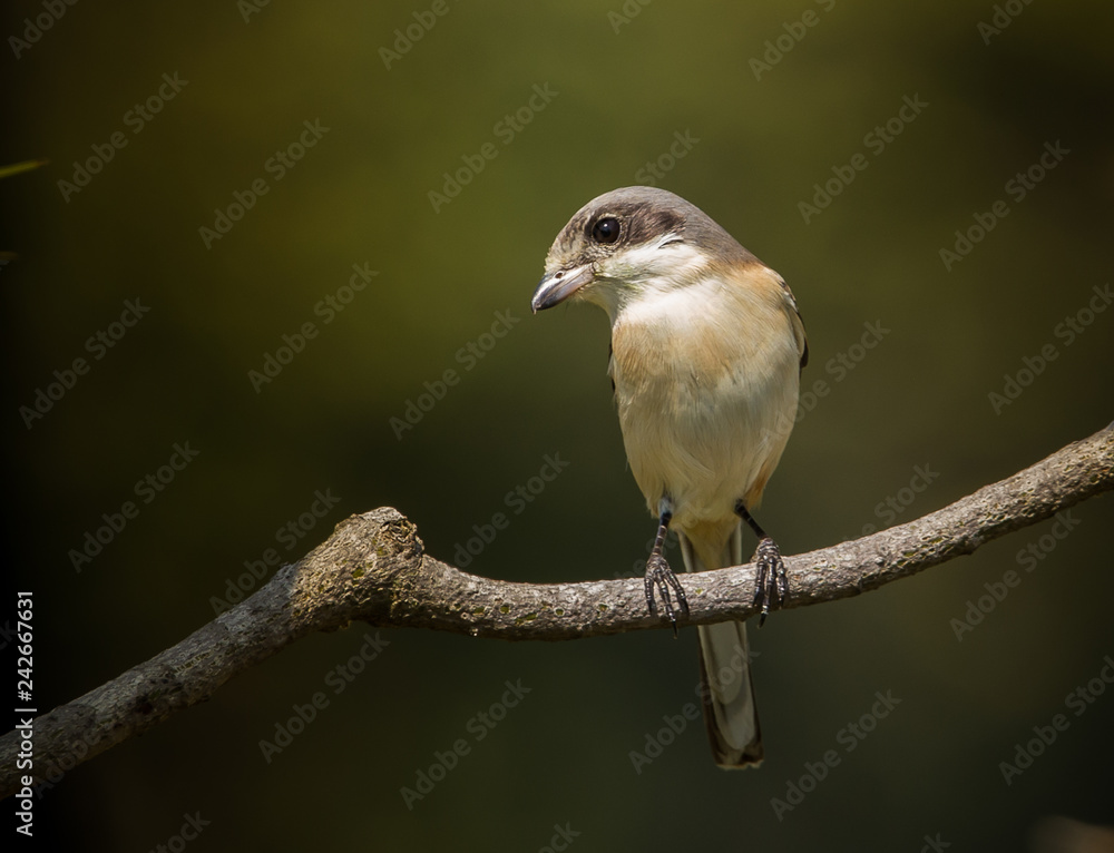 Burmese Shrike ( Lanius collurioides ) on the branches of trees. Burmese Shrike ( Lanius collurioides ) on the branches of trees.