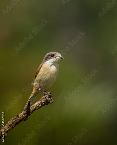 Burmese Shrike ( Lanius collurioides ) on the branches of trees.