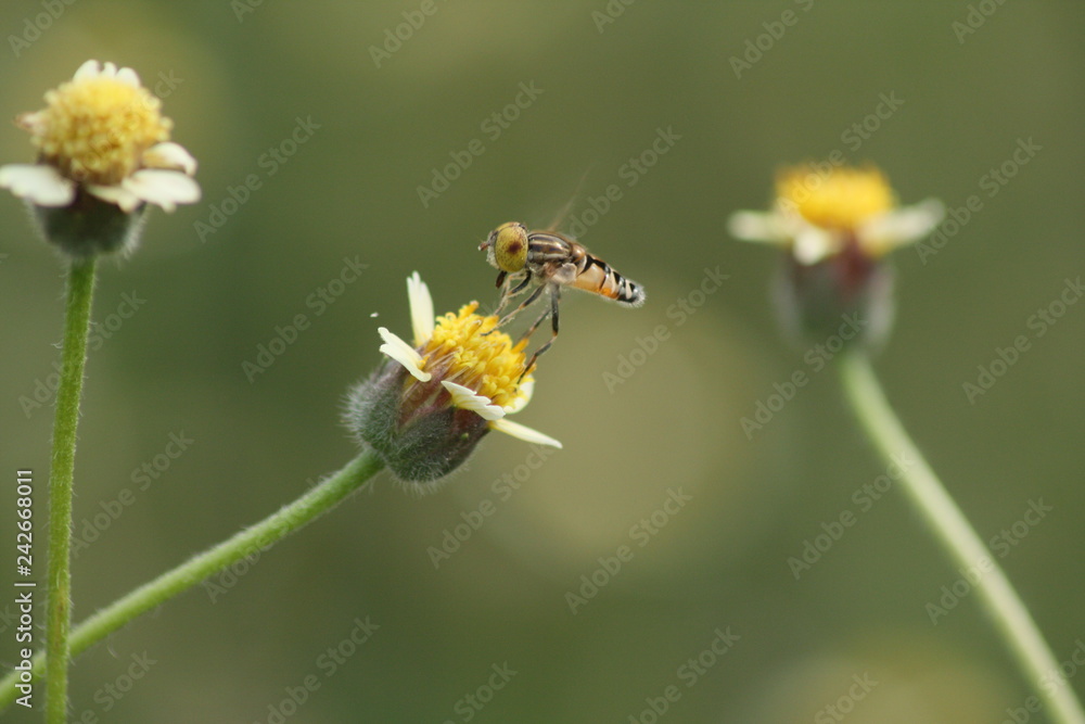 Small flies above flowers Small flies above flowers
