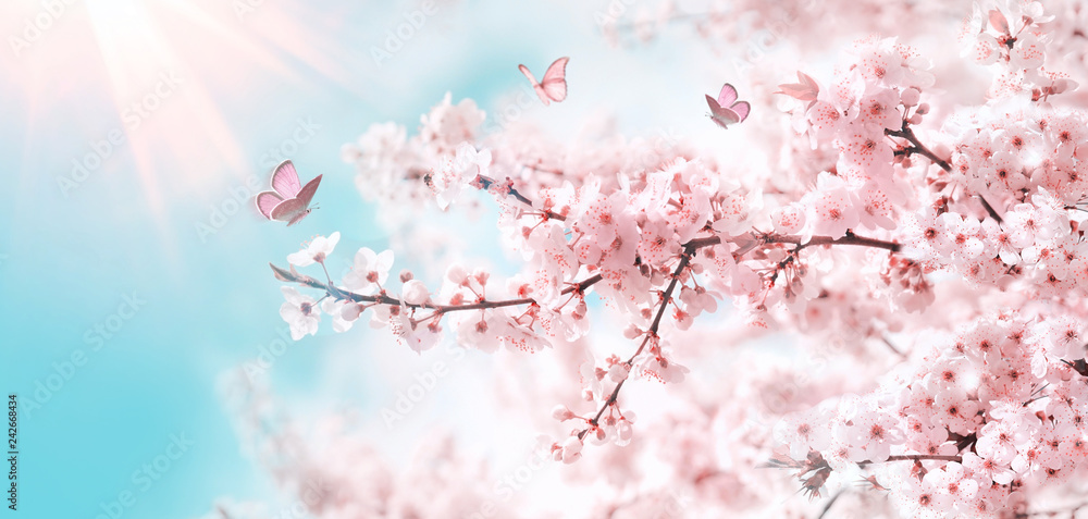 Fototapeta Gałęzie kwitnącej wiśni na tle błękitnego nieba i motyli trzepoczących wiosną na zewnątrz natury. Różowe kwiaty sakura, marzycielski romantyczny artystyczny obraz natury wiosna, miejsce.