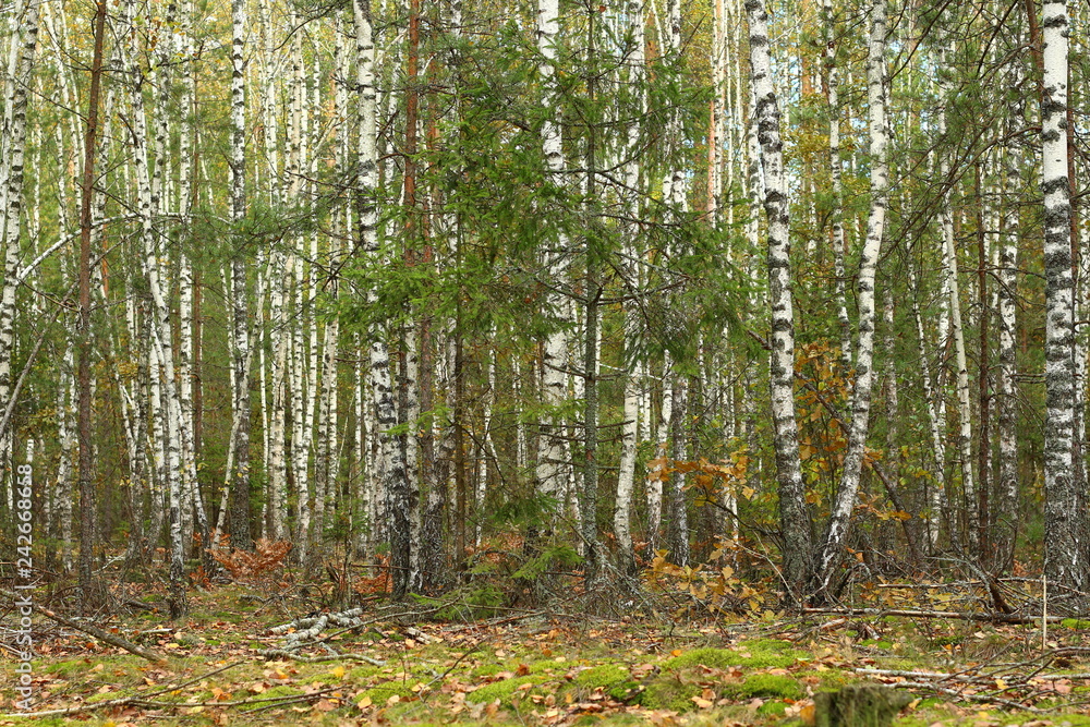 Obraz premium Береза. Березовая роща. Яркий день в лесу.