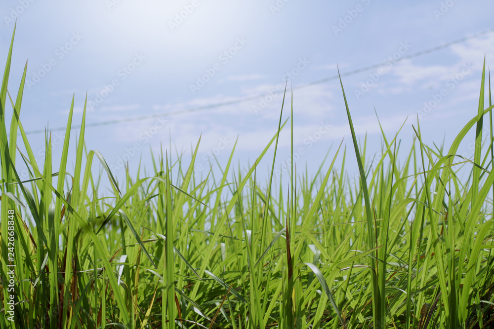 Bright blue skies and green grass in summer
