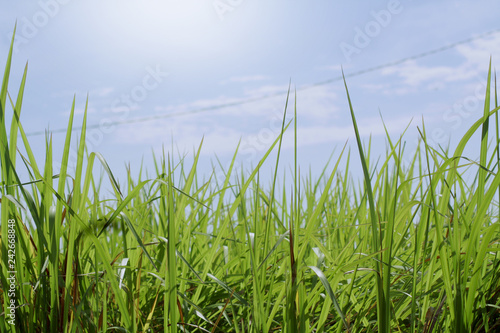 Bright blue skies and green grass in summer
