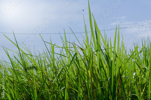 Fototapeta Naklejka Na Ścianę i Meble -  Bright blue skies and green grass in summer