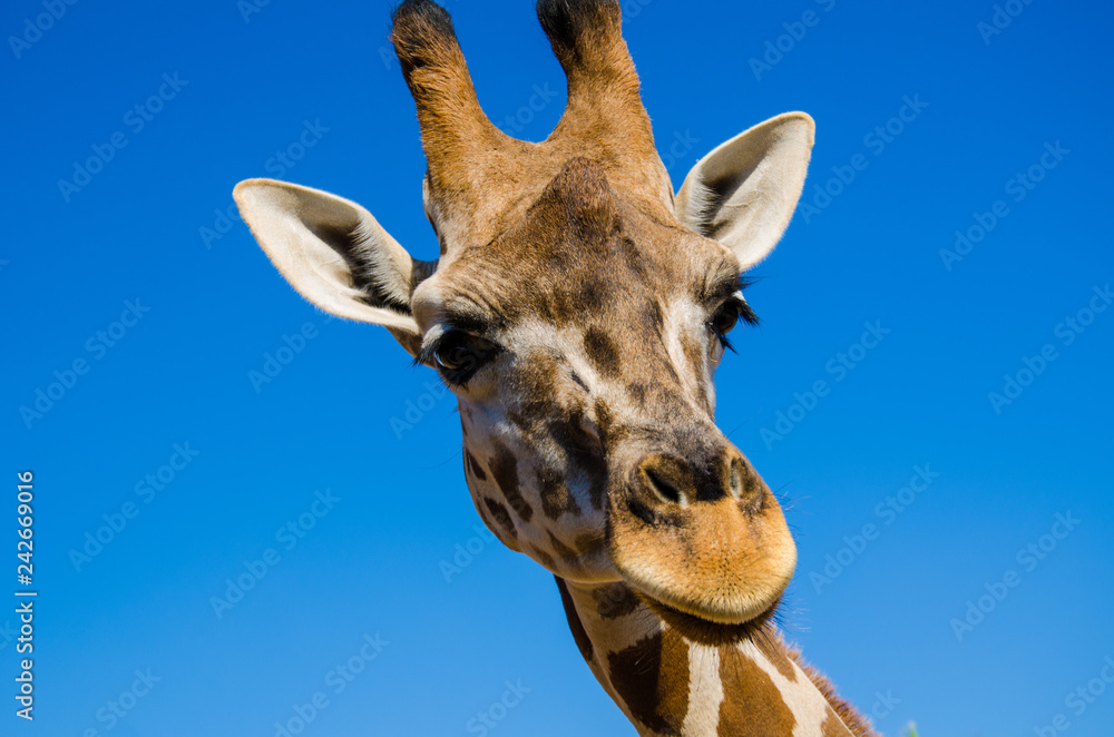 Naklejka premium Giraffa