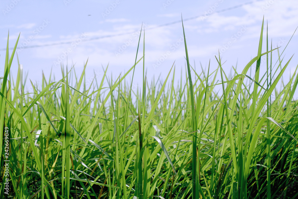 Bright blue skies and green grass in summer