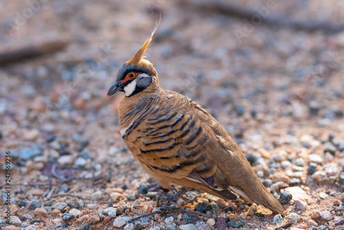 Wild Australian spinifex pigeon or Geophaps plumifera taken in Australia photo