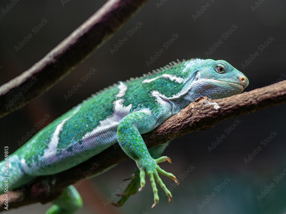 Fototapeta premium Fijian Crested Iguana or Brachylophus vitiensis a species from Fiji