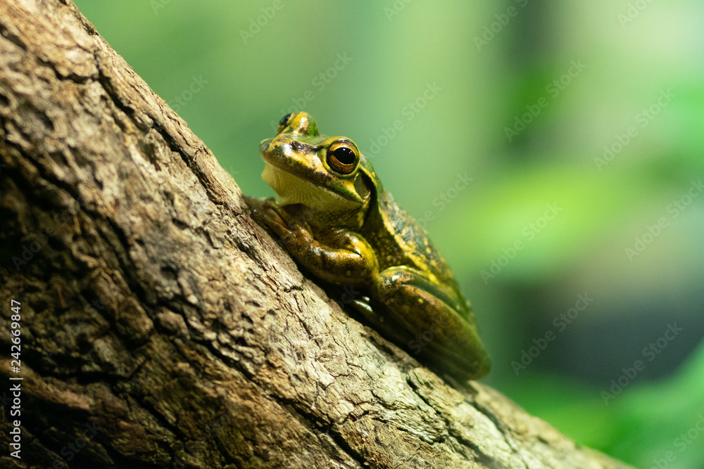 Green and golden Bell Frog or Litoria aurea from Australia Green and golden Bell Frog or Litoria aurea from Australia