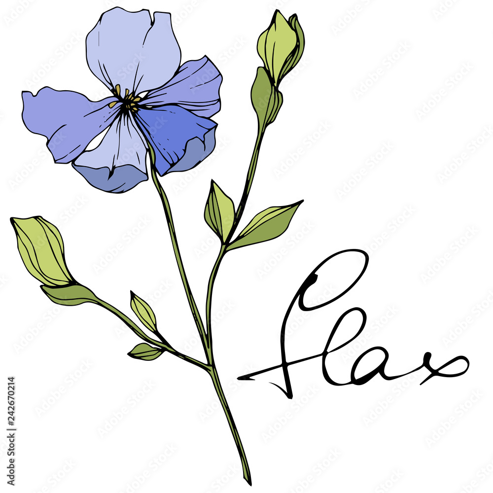Vector Blue flax floral botanical flower. Wild spring leaf wildflower. Engraved ink art. Isolated flax illustration element.