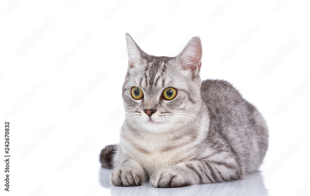 Beautiful grey cat isolated on a white Beautiful grey cat isolated on a white
