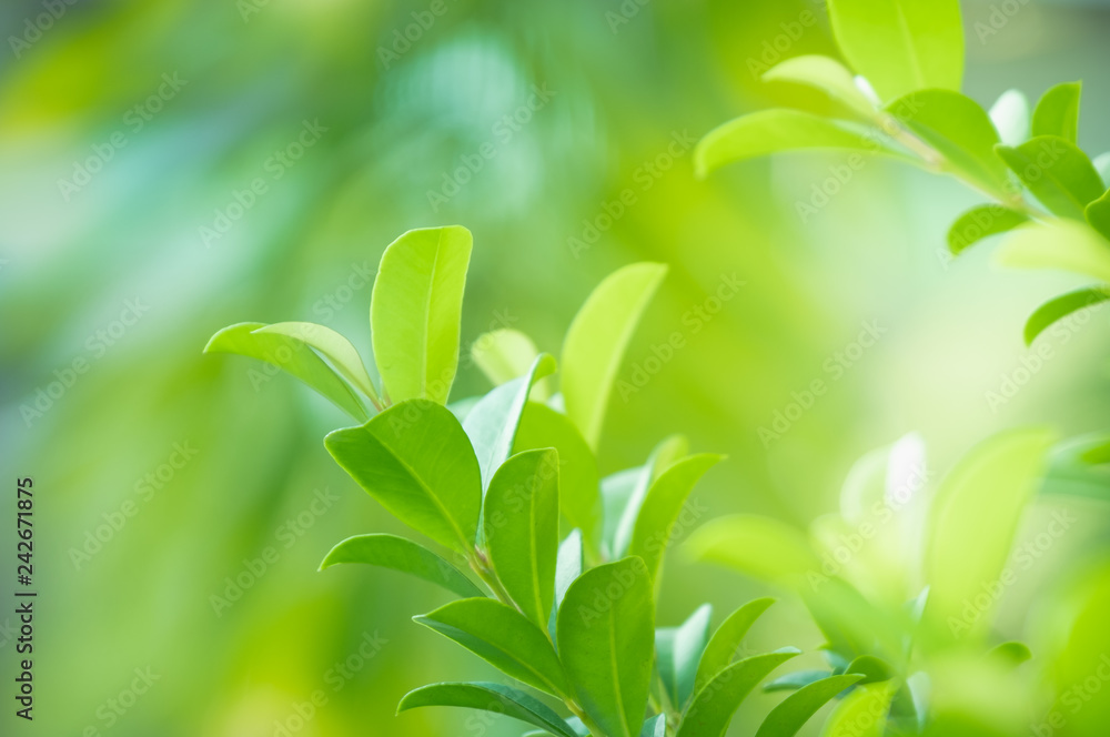 Close up beautiful view of nature green leaves on blurred greenery tree background with sunlight in public garden park. It is landscape ecology and copy space for wallpaper and backdrop. Close up beautiful view of nature green leaves on blurred greenery tree background with sunlight in public garden park. It is landscape ecology and copy space for wallpaper and backdrop.