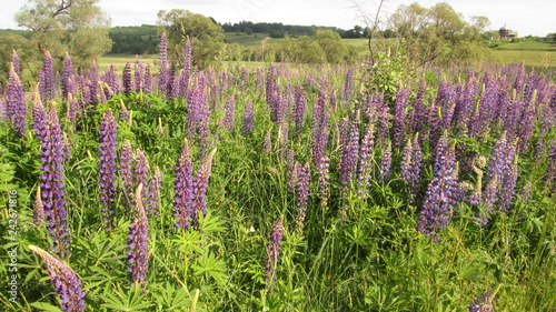 Lupine field