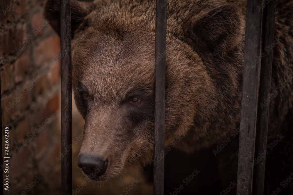 бурый медведь в зоопарке в клетке