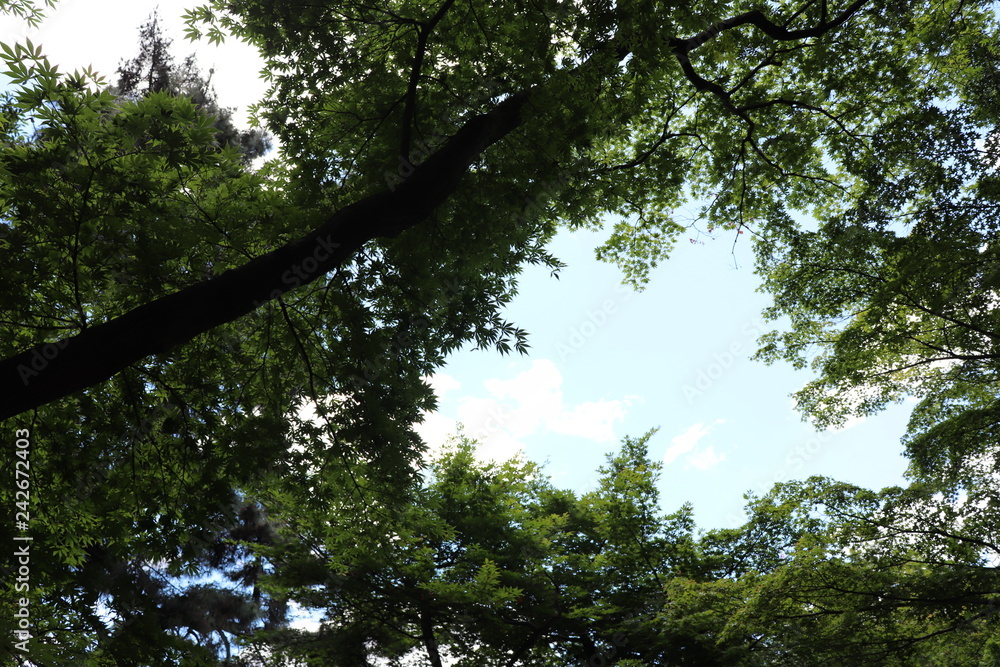 Fototapeta premium 空と森