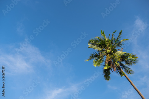 Uprisen angle of beautiful high alone coconut tree with blue sky. copy space and Image © Dilok