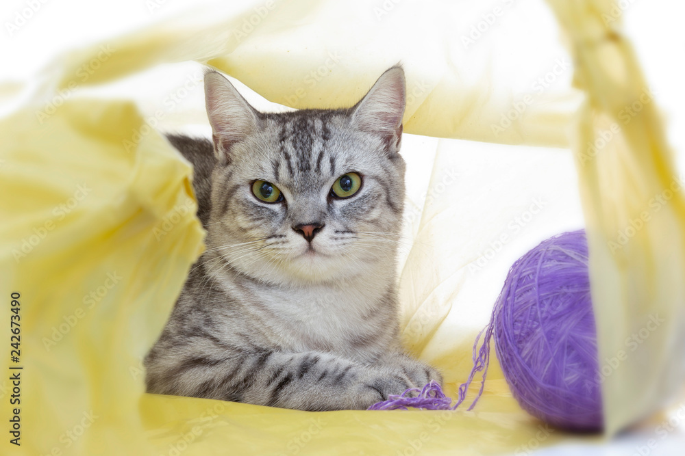 Scottish Fold cat playing in the plastic bag with ball alone ,isolated on white background.