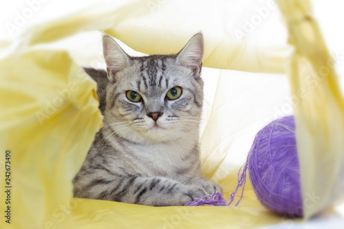Scottish Fold cat playing in the plastic bag with ball alone ,isolated on white background. © kamonrat