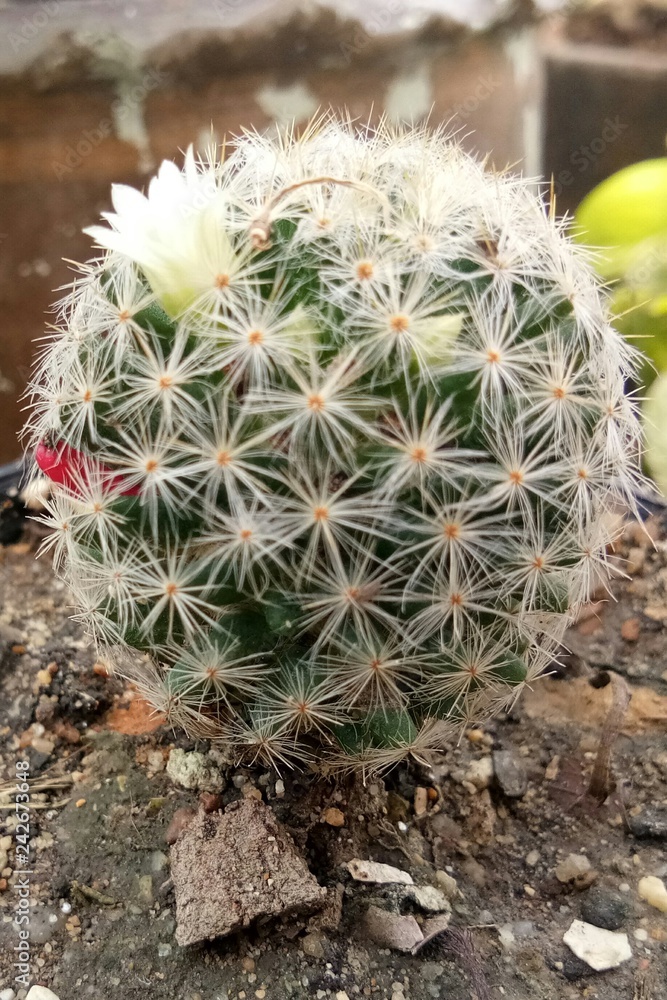 Round cactus in the garden, cactus texture Round cactus in the garden, cactus texture