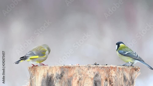 European Green finch (Carduelis chloris) on the winter bird feeder photo