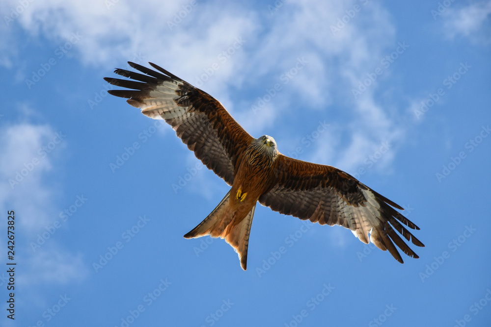 Fototapeta premium Vögelflug