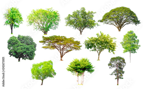 Isolated trees collection with clipping path on white background use for decoration architecture website   magazine and advertisement.