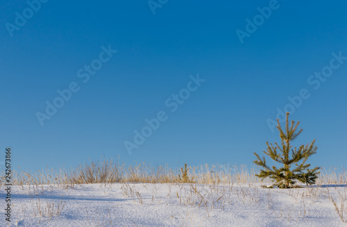 Wallpaper Mural Dry yellow grass through the snow and a small pine against the blue sky. Torontodigital.ca