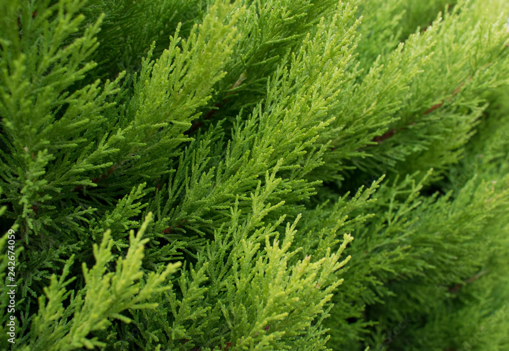 Macro of evergreen tree branch. Thuja occidentalis is a tree in the cypress family Cupressaceae Macro of evergreen tree branch. Thuja occidentalis is a tree in the cypress family Cupressaceae