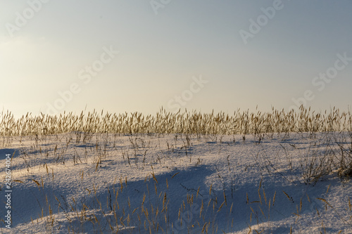 Dry yellow grass in the snow.