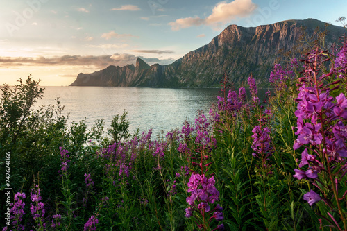 Norway. Landscape with flowers © fotomm2