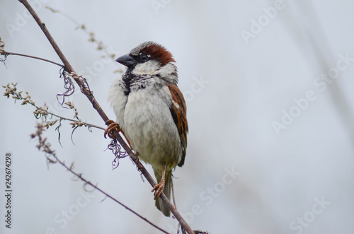 Sparrow on a branch