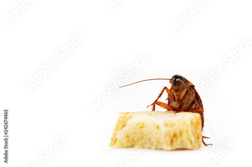 germs spread, Brown Cockroach eating a Piece of Bread.
