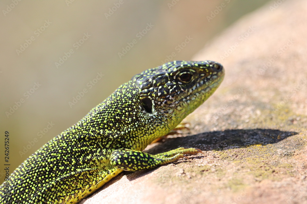 Lézard vert occidental Lézard vert occidental