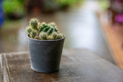 A small cactus used to decorate