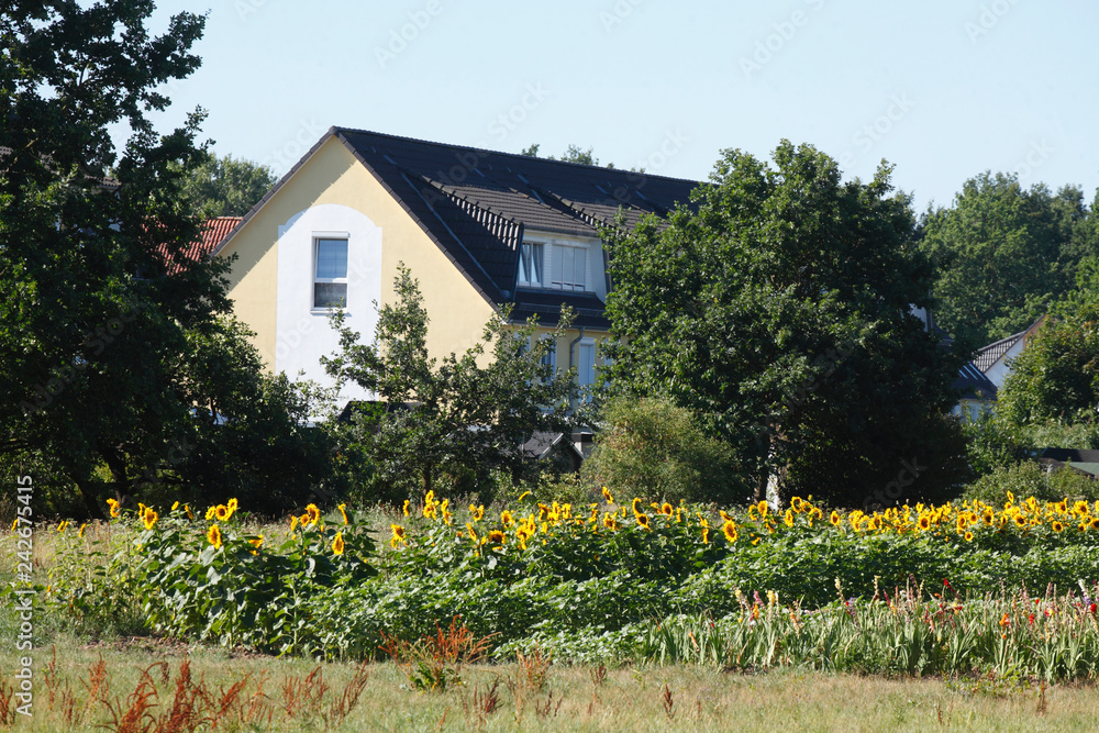 Sonnenblumenfeld,  Wohnhäuse
