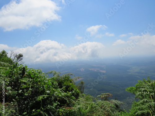 landscape with trees and blue sky