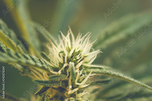 Detail of cannabis plant flowerhead in bloom © Azahara MarcosDeLeon