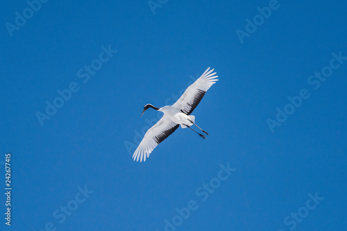 Red crowned crane flying on blue sky.