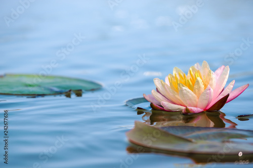 Light pink of water lily or lotus with yellow pollen on surface of water in pond. Side view and peace concept.