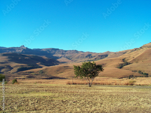 landscape with tree