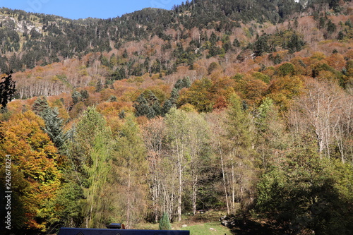 Forêt d'automne en montagne, Pyrénées, Cauterets photo