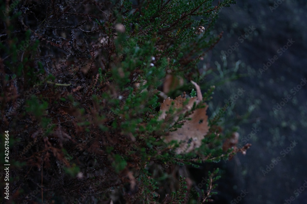 Obraz premium tree in forest
