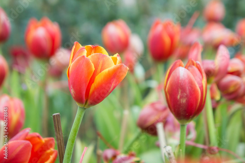 red tulip flowers in the garden the nice day on garden tulip