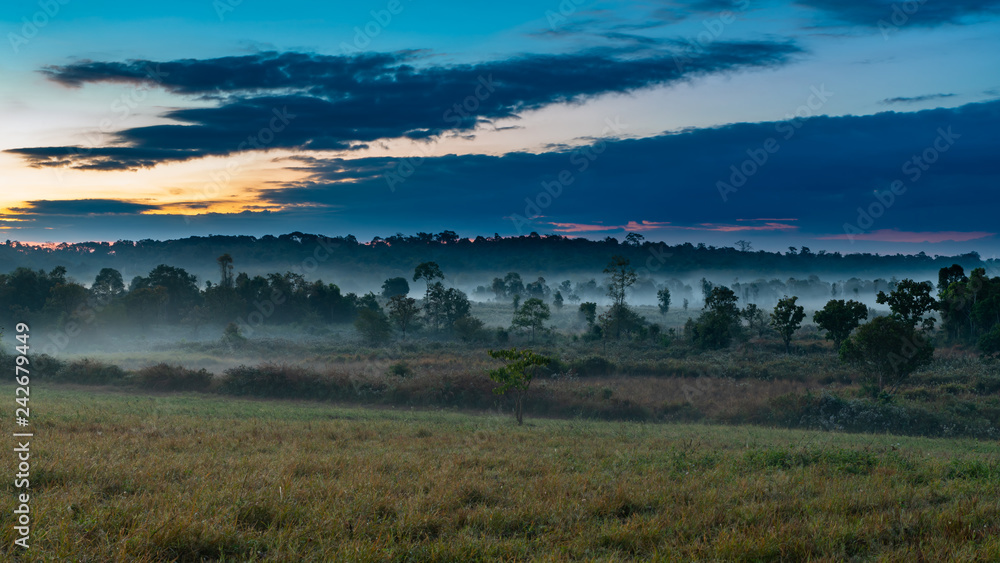 Beautiful morning mist hangs low over a grassland and trees with beautiful sunlight and clouds formation