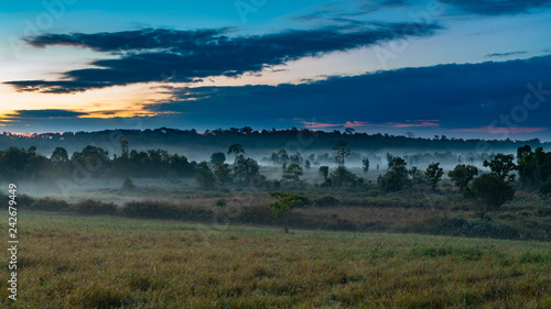 Beautiful morning mist hangs low over a grassland and trees with beautiful sunlight and clouds formation